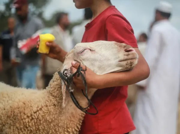 أضحية العيد.. شروطها وآدابها وكيفيتها