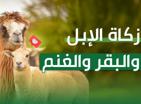 زكاة الأنعام: شروطها وأنواعها ومقدارها