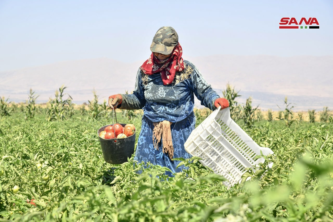 لماذا يعتبر دعم المزارعين استثماراً في الاستقرار والأمن الغذائي؟