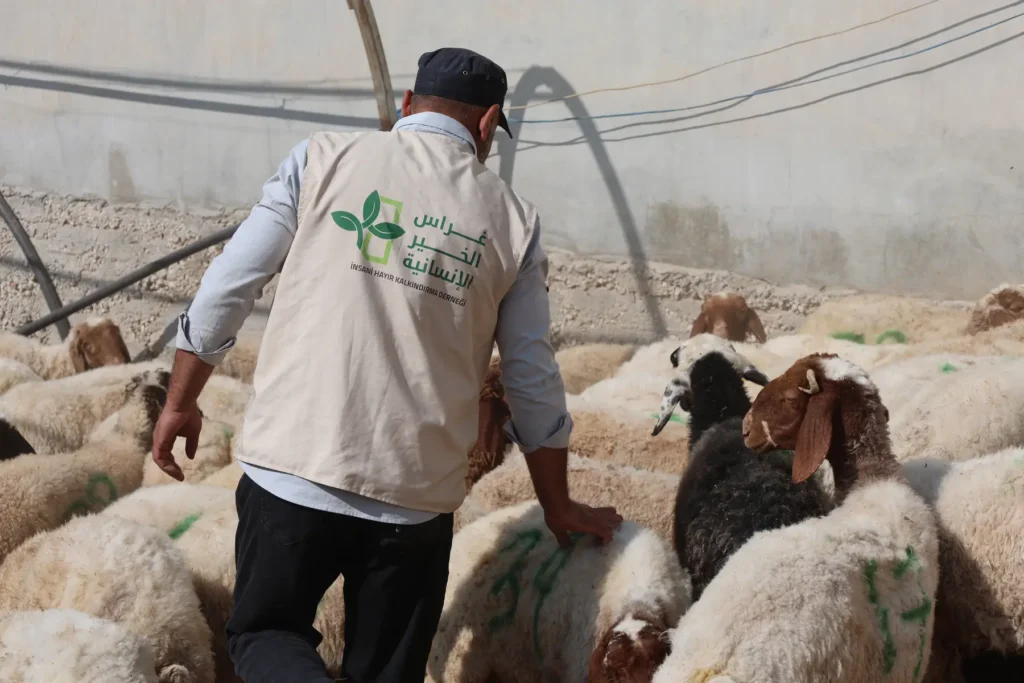 أغنام أضحية عيد الأضحى غراس الخير