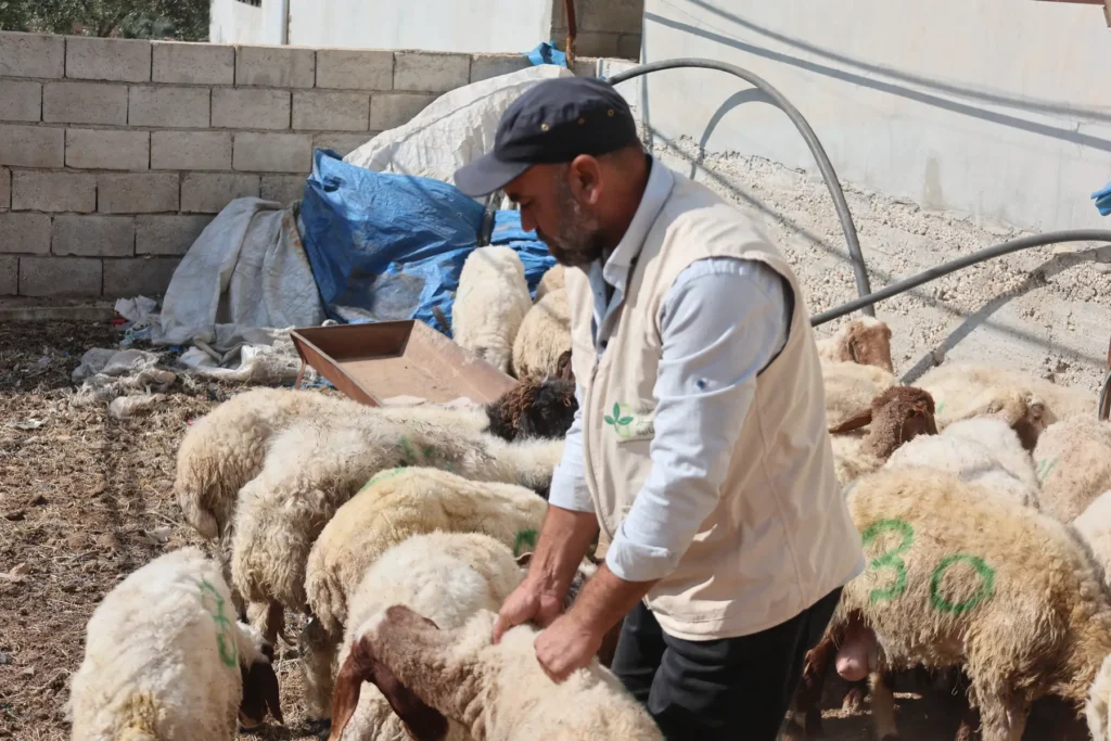 خواريف الأضاحي أضحية العيد عيد الأضحى ٢٠٢٦ غراس الخير